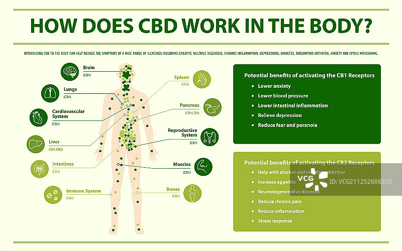 CBD在人体信息图中是如何工作的图片素材