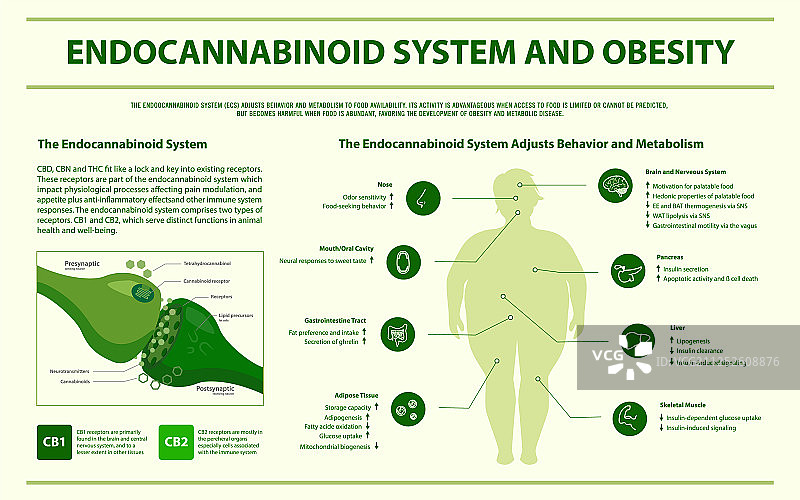 内源性大麻素系统与肥胖图片素材