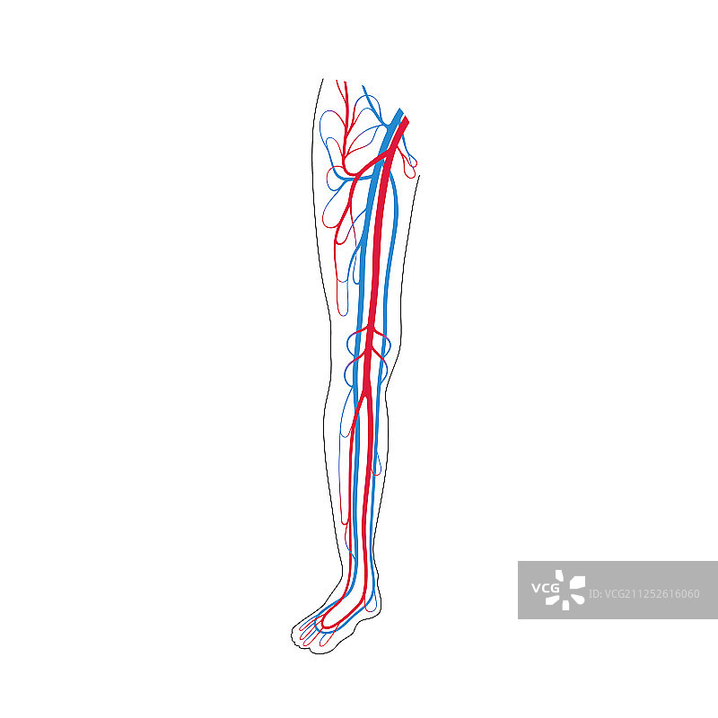 循环系统解剖学图片素材