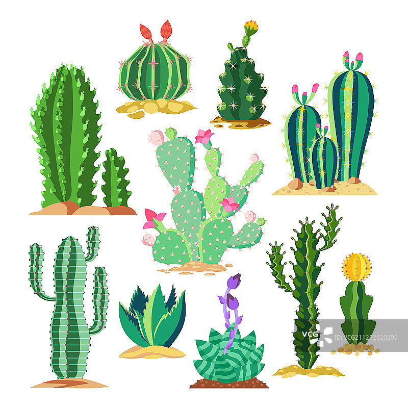 野生动植物仙人掌多肉植物套装图片素材