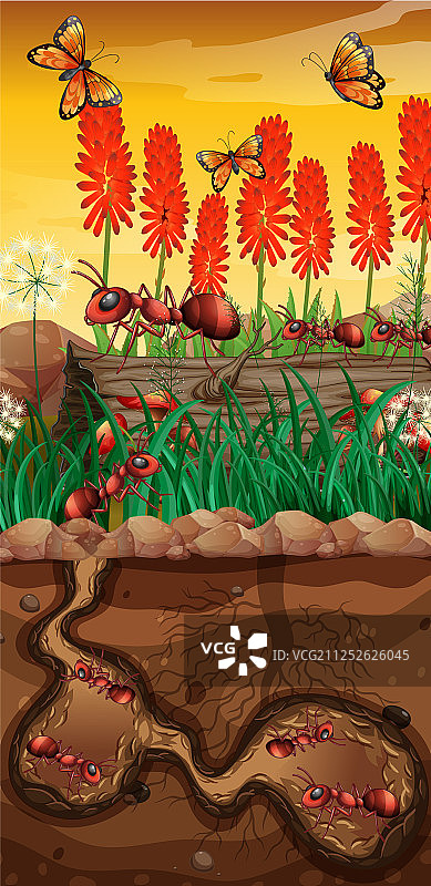 花园中飞舞的蝴蝶和蚂蚁图片素材