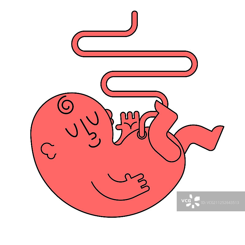 带有脐带的孤立胚胎新生儿图片素材