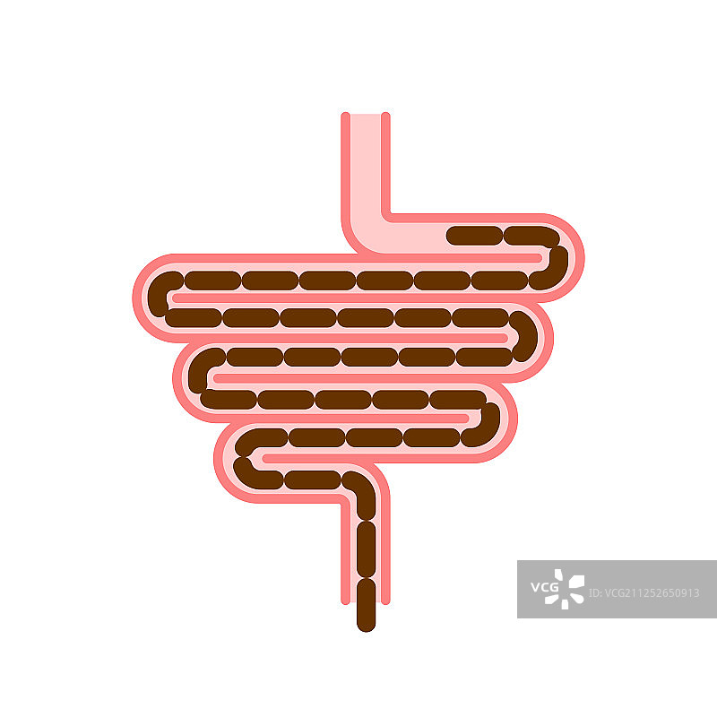 肠道消化道人体肠道图片素材