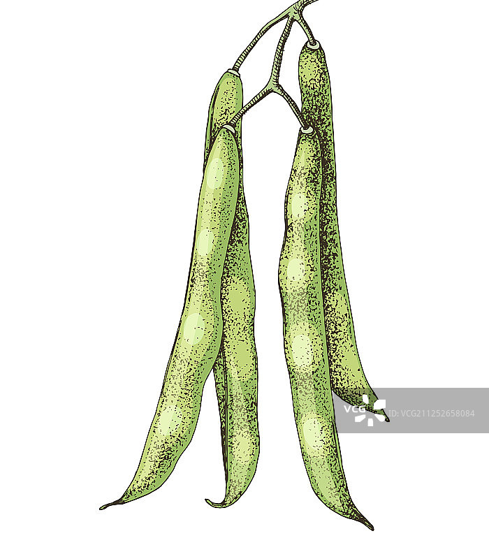 手绘青豆孤立在白色图片素材