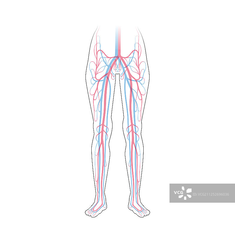 循环系统解剖学图片素材