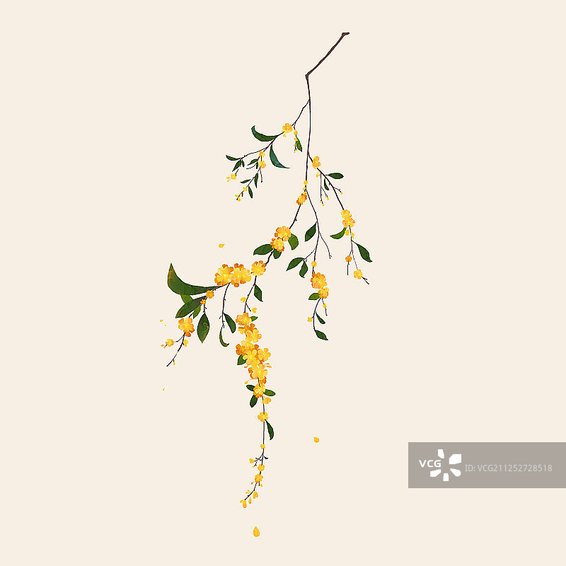 桂花枝叶水彩花卉插画 黄的花朵的树枝图片素材