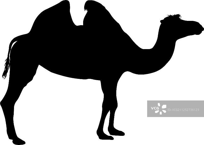 白色背景上的骆驼轮廓图片素材