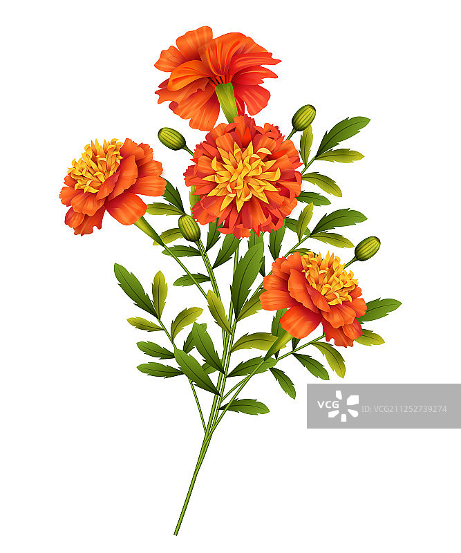 万寿菊图片素材