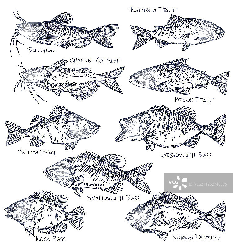 海鲜或水产鱼类素描图标图片素材