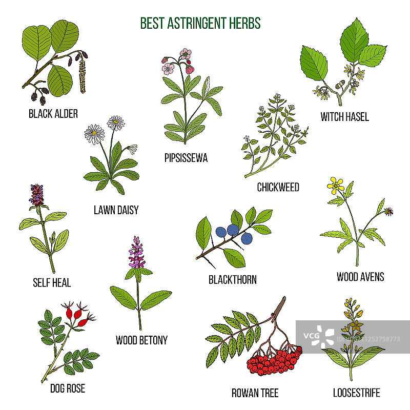 精选收敛草药图片素材