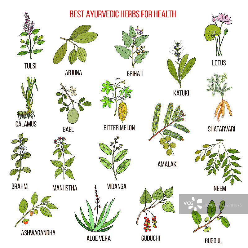 阿育吠陀草药天然植物组合图片素材