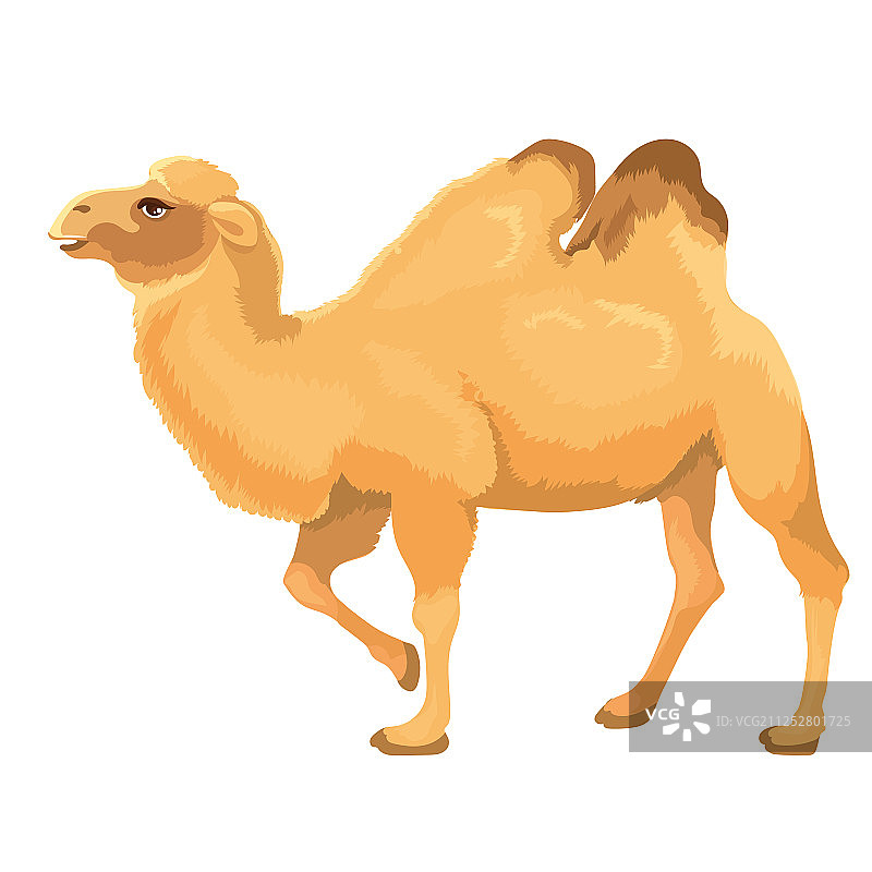 两只单峰骆驼站立图片素材