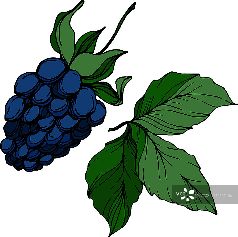 黑莓健康食品黑色和白色图片素材