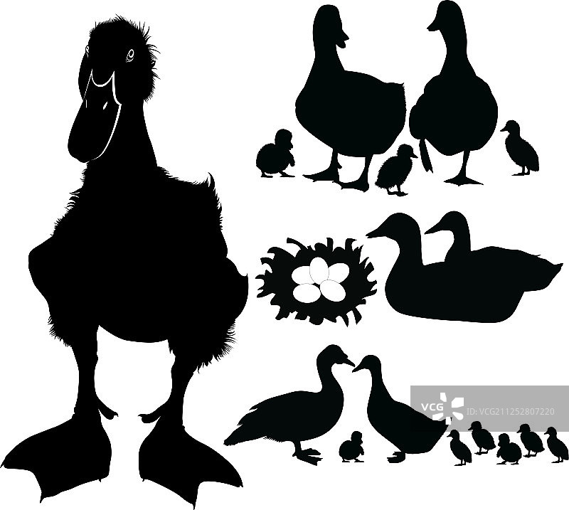 鸭子合集图片素材