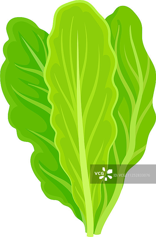 三片新鲜生菜叶图片素材