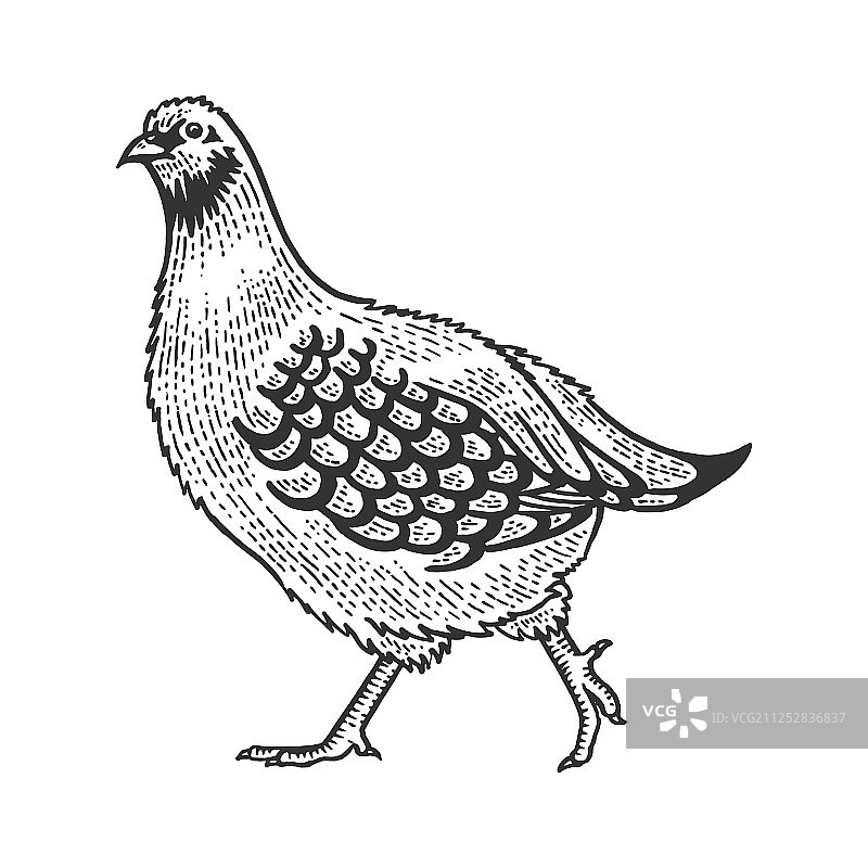 石鸡鸟素描雕刻图片素材