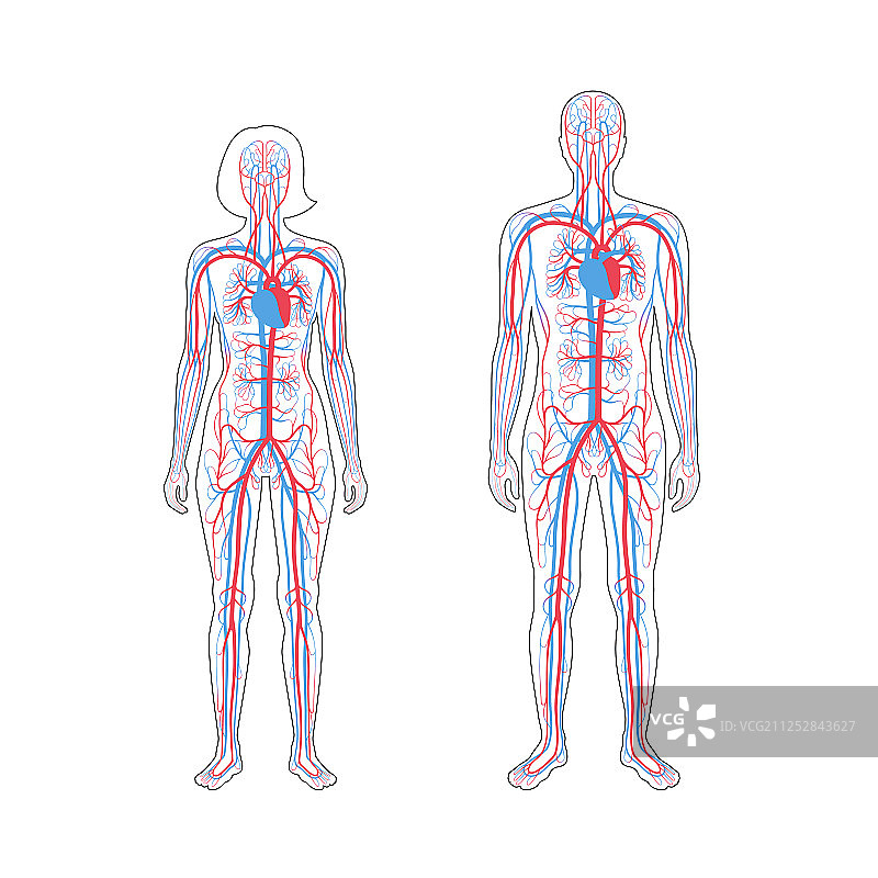 循环系统解剖学图片素材