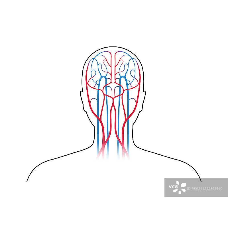 循环系统解剖学图片素材