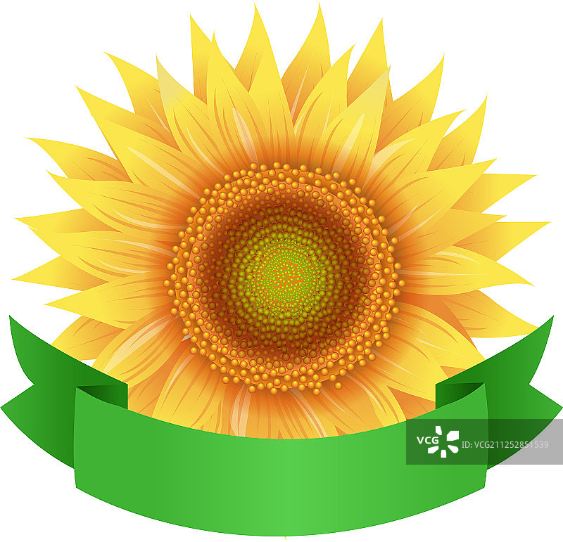 带绿色丝带的向日葵花图片素材