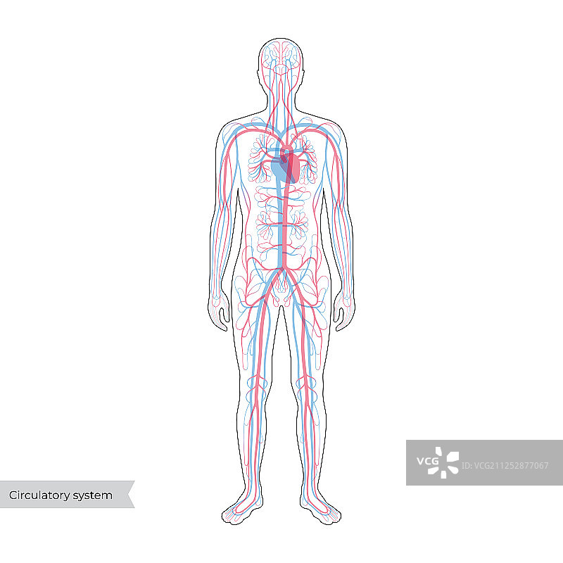 循环系统解剖学图片素材