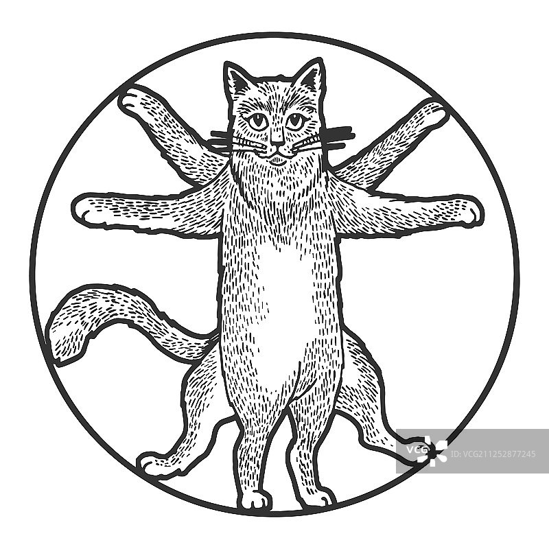 维特鲁威猫素描雕刻图片素材