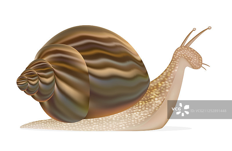 蜗牛图片素材