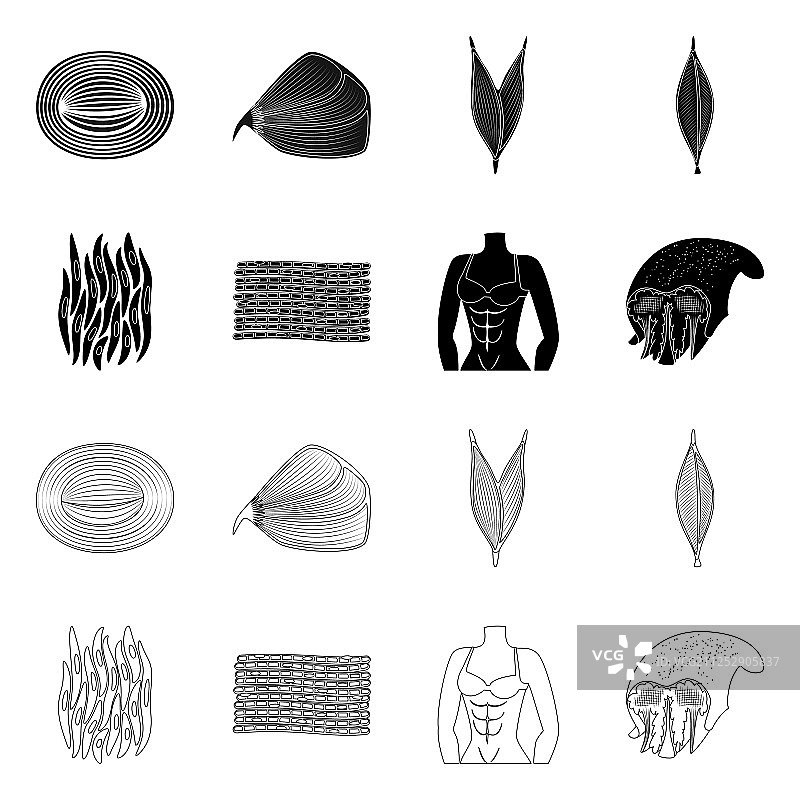 纤维和肌肉符号设计图片素材