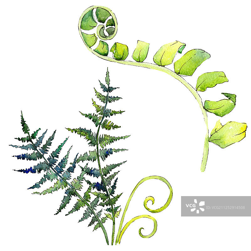 绿色蕨叶水彩背景插画元素图片素材