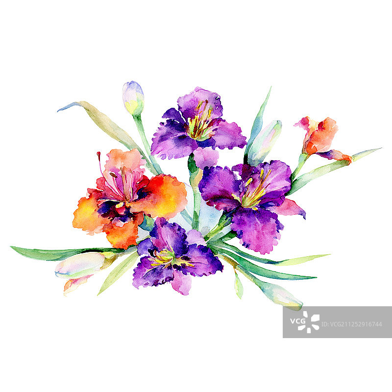 紫色和红色萱草花束水彩背景植物花卉图片素材