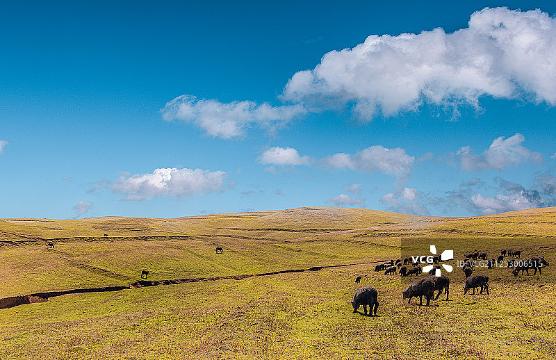 蓝天白云下的云南昭通大山包草原上的牛羊图片素材