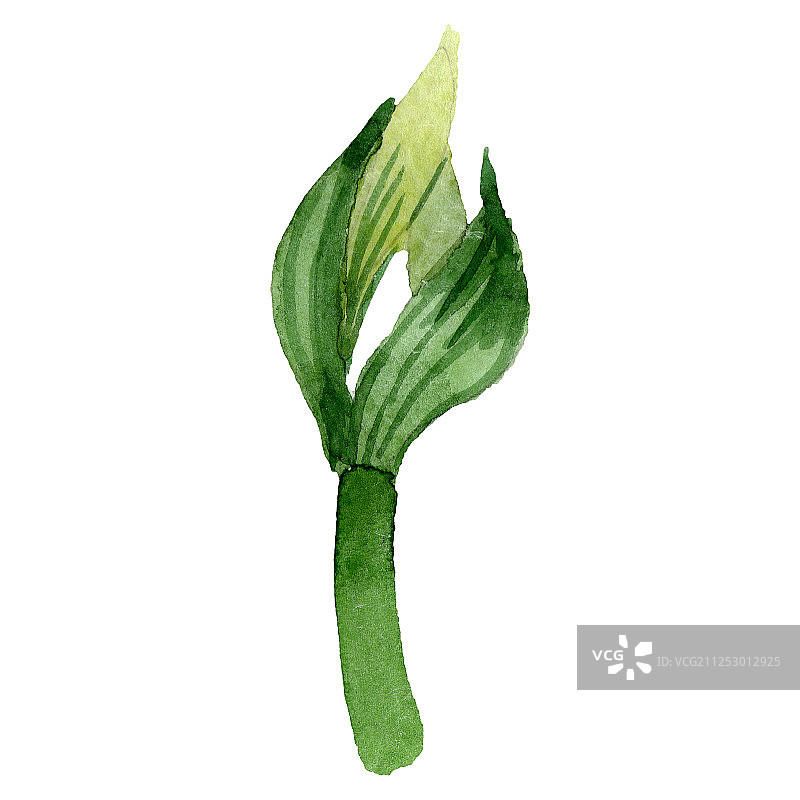 朱顶红水彩花卉植物花朵插画元素图片素材