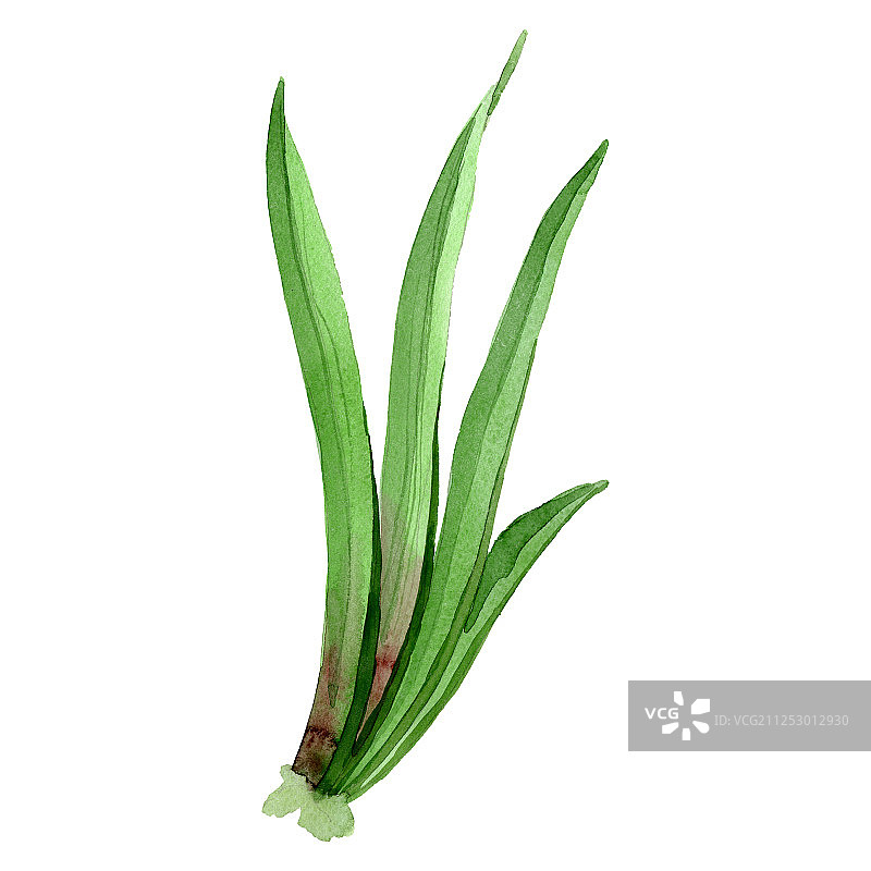 朱顶红绿叶水彩背景插画元素图片素材