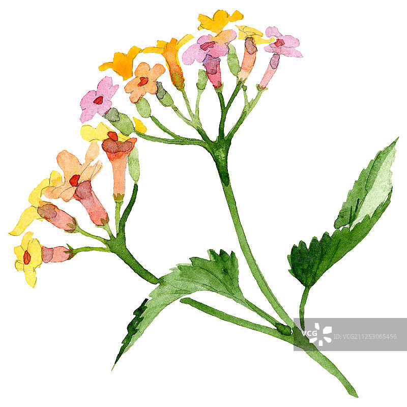 粉色黄色马缨丹花卉植物花朵水彩背景图案图片素材