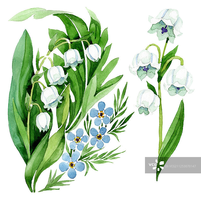勿忘我和铃兰花卉植物花朵水彩背景插图图片素材