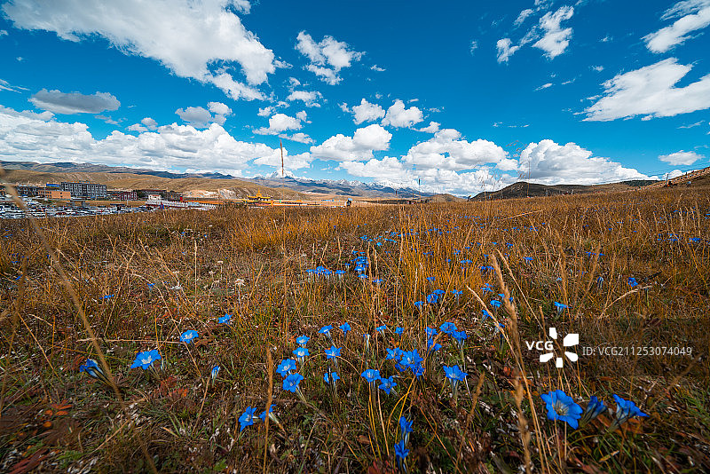 草原上的花图片素材
