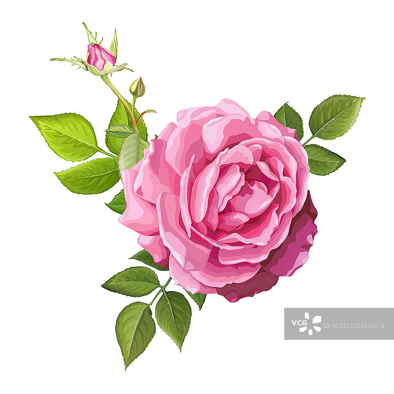 可爱的玫瑰花图片素材