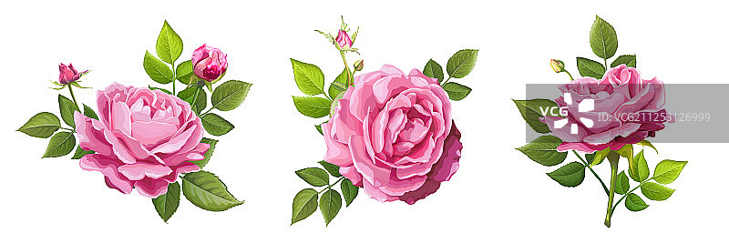 可爱的玫瑰花图片素材