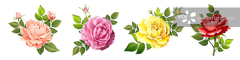 可爱的玫瑰花图片素材