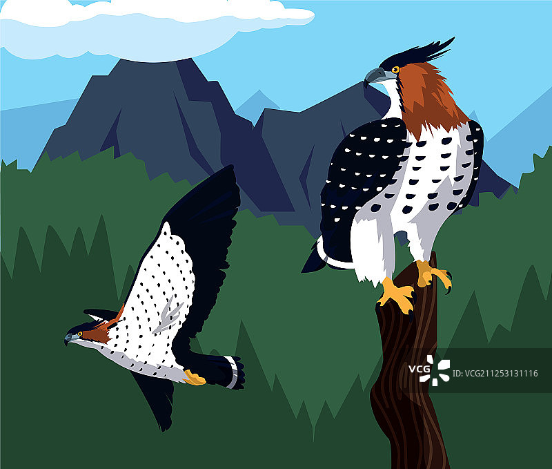 枝头雄鹰与风景图片素材