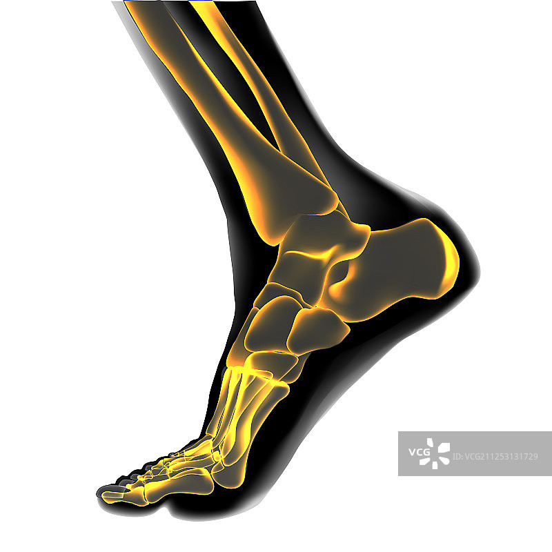 足部骨骼可视化图片素材