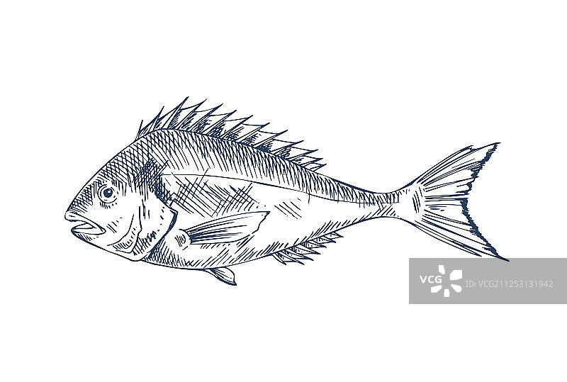 受欢迎的食用鱼类海报：普通鲈鱼图片素材