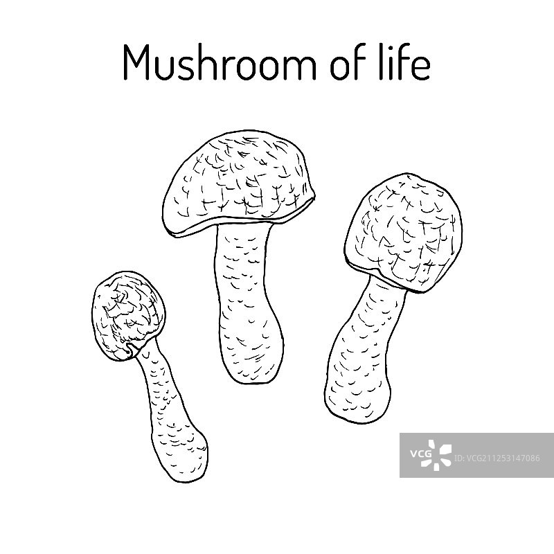 姬松茸药用植物图片素材