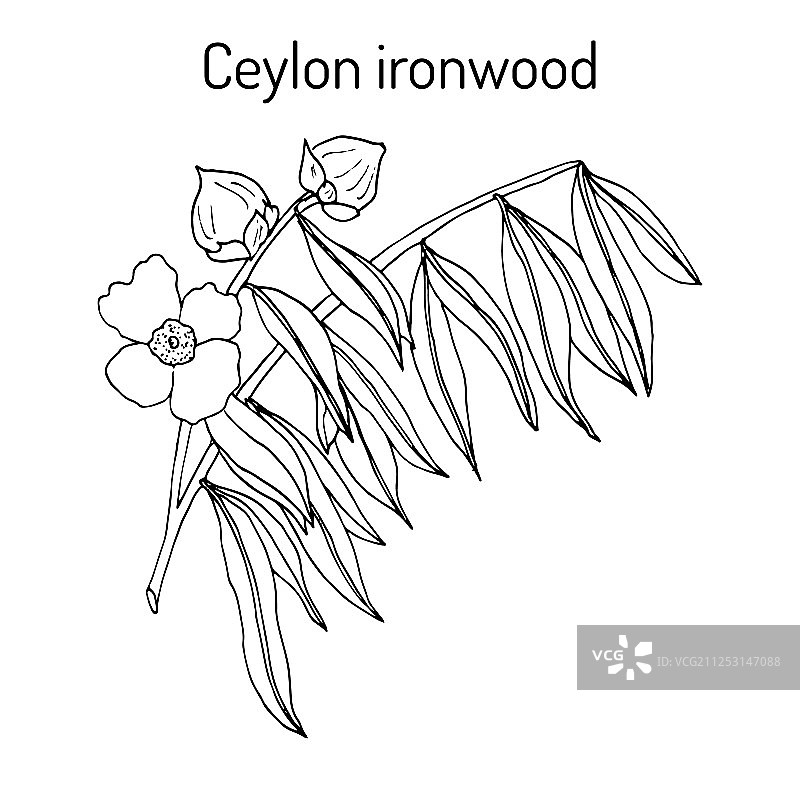 锡兰铁木图片素材