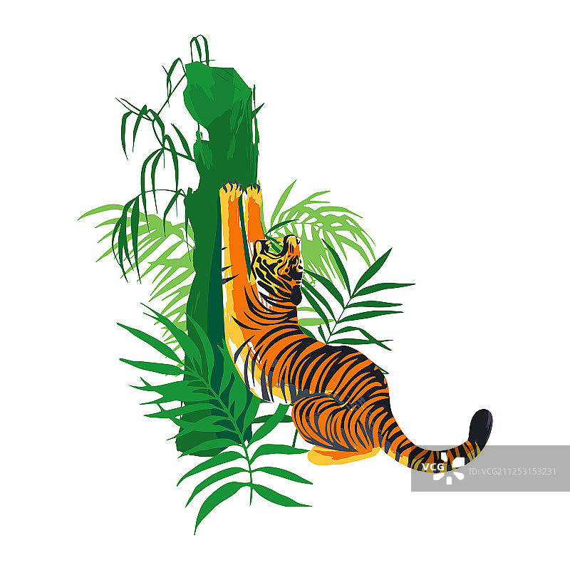 老虎伸展身体打哈欠磨爪图片素材