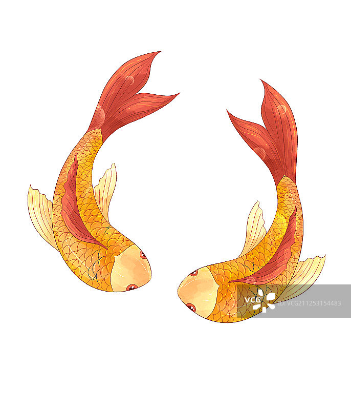 两条金色的鲤鱼插画图片素材