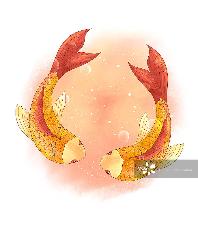 水泡后两条金色的鲤鱼插画图片素材