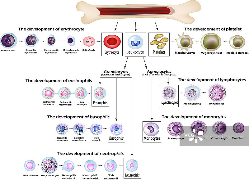 红细胞发育图片素材