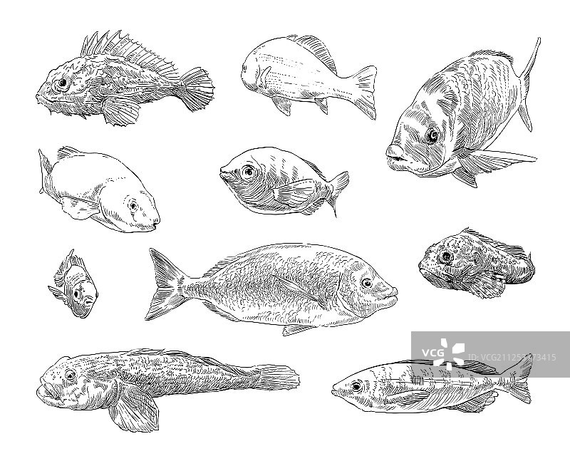 手绘海洋鱼类合集图片素材