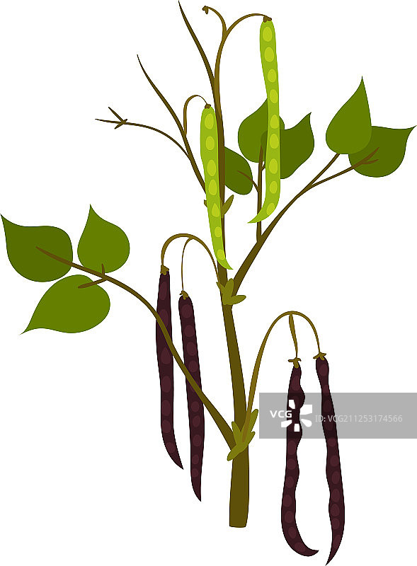 绿色菜豆开花扁平图标图片素材