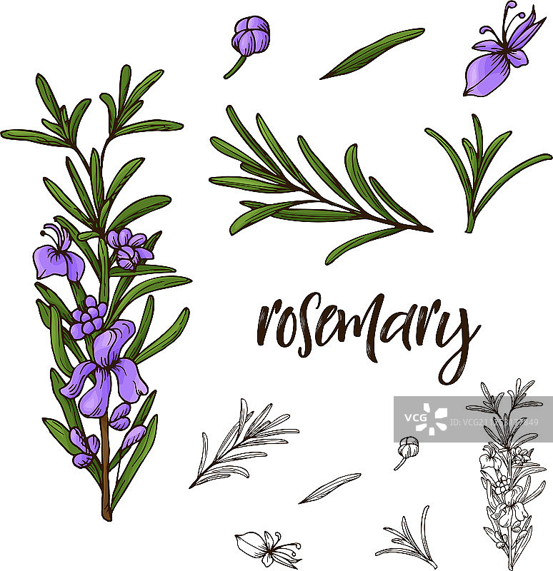 手绘罗勒香草装饰元素图片素材